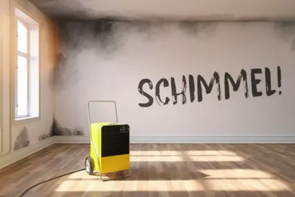 Wasserschaden-Schimmel